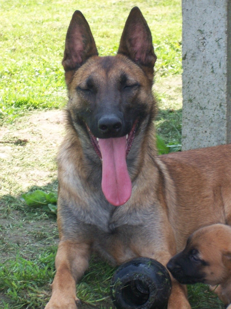 femelle malinois a vendre.