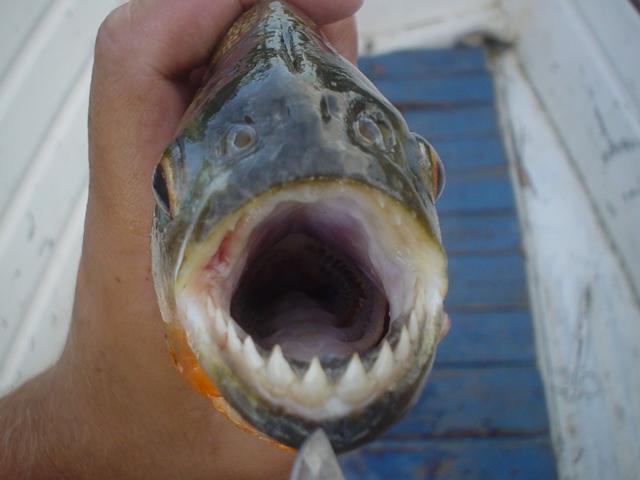 Photos de piranhas identifiés photo de arapaima Dsc01811