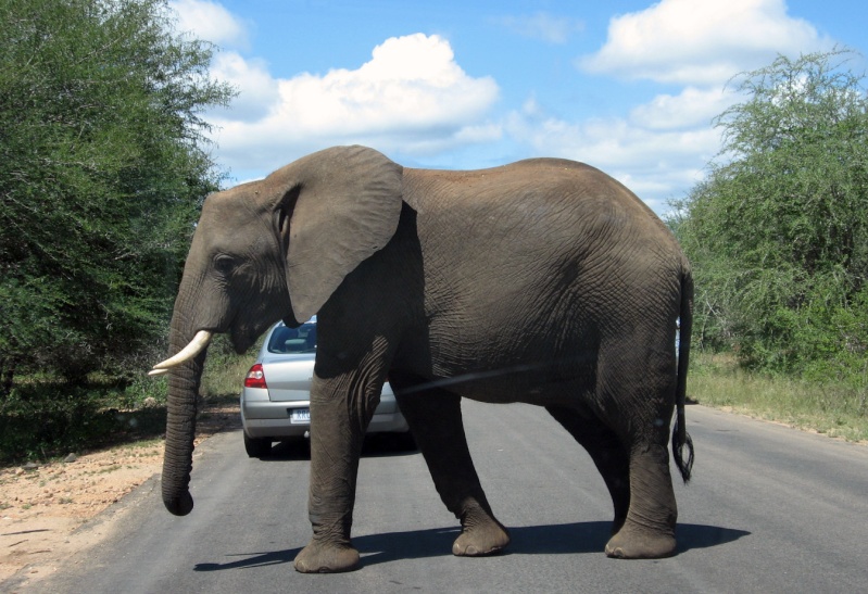 La république démocratique du Congo. Elepha10