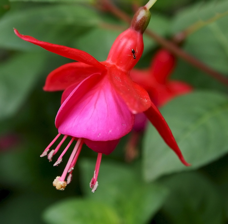 fleurs de jardin Fleurs18