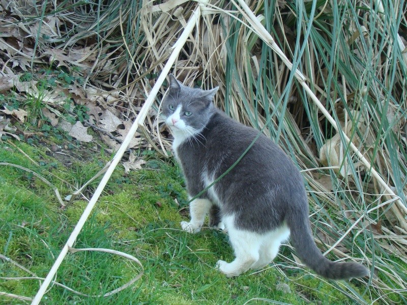 Obiwan chat disparu, sud de Pau. 19361210