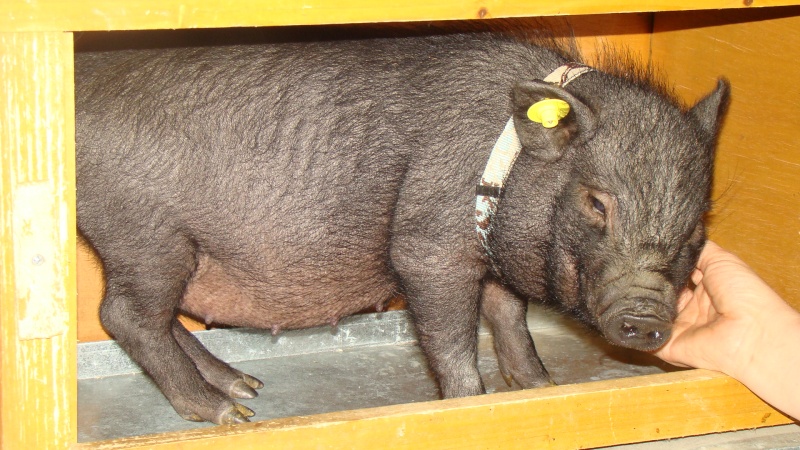 Cochon nain Dsc03016