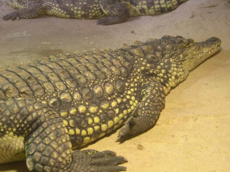 Crocodile du Nil Dscn5111