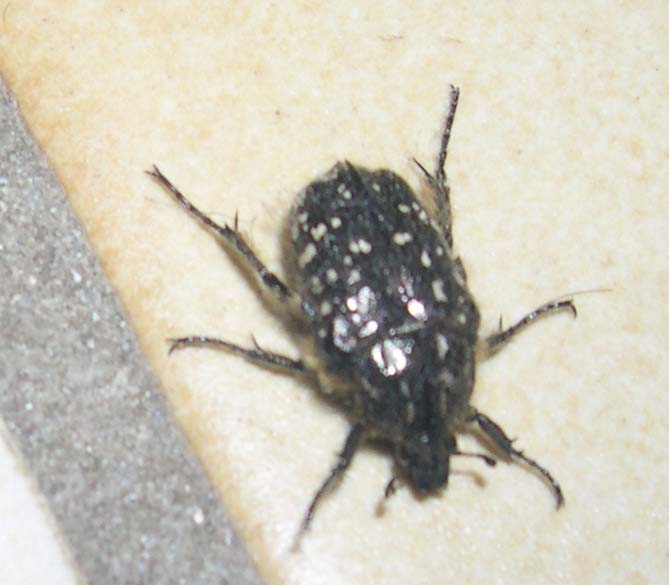 Insecte photographié en mars 2008 : coléoptère Dscn5311
