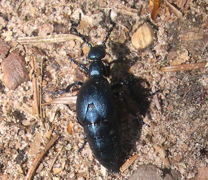 Grand coléoptère noir