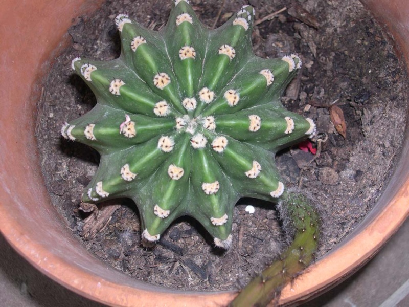 Cactus en floeur Dscn6912