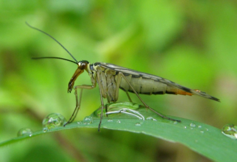 Mouche scorpion - Panorpa sp P5050210