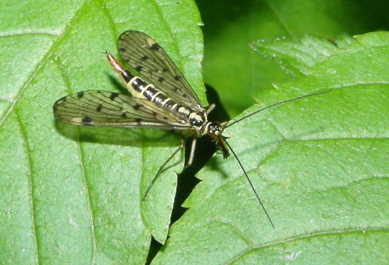 Mouche scorpion - Panorpa sp P5170012