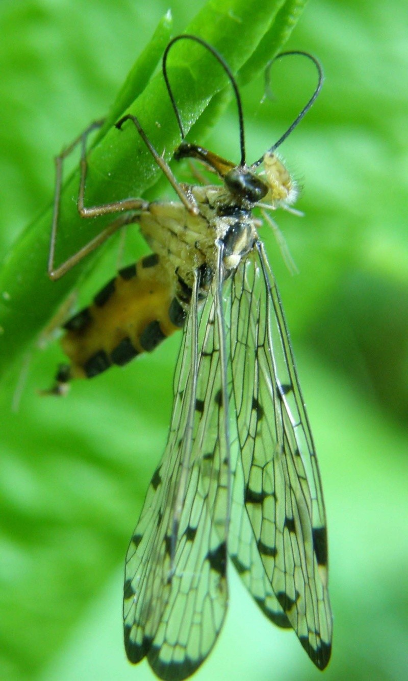 Mouche scorpion - Panorpa sp P5170210