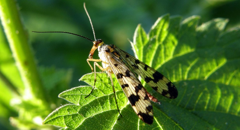 Mouche scorpion - Panorpa sp P5280112