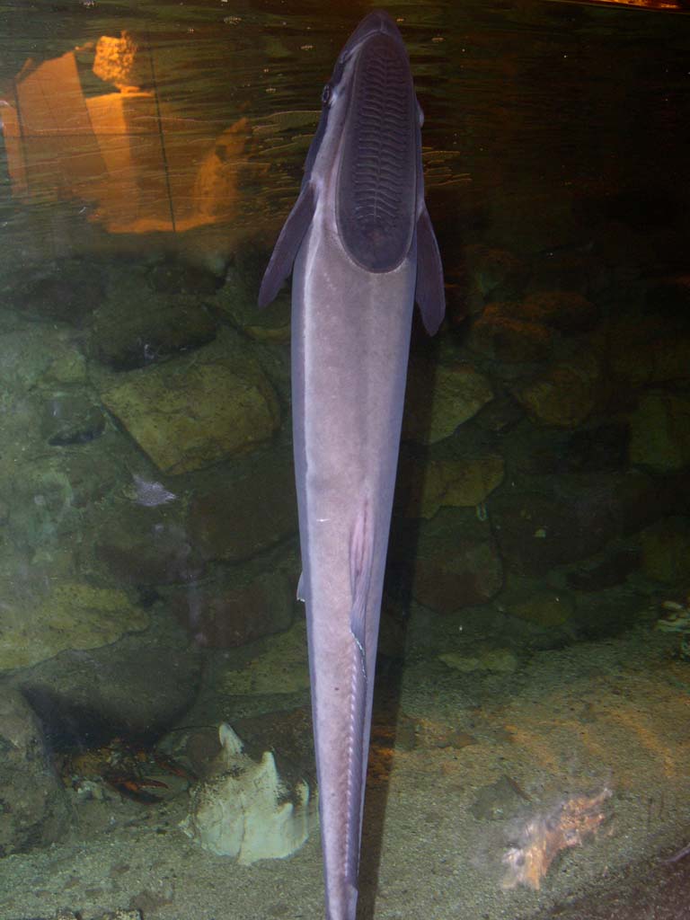 Photos de l'aquarium des Naïades Remora10