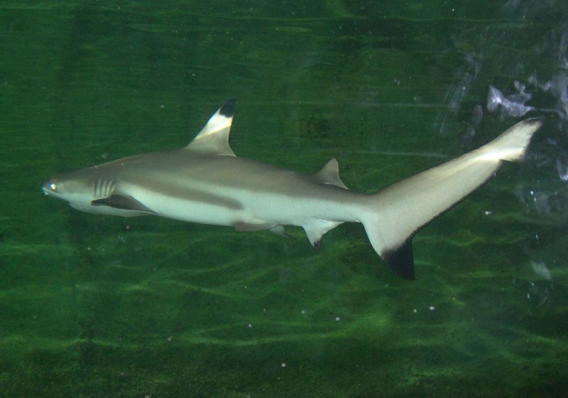Photos de l'aquarium des Naïades Requin10
