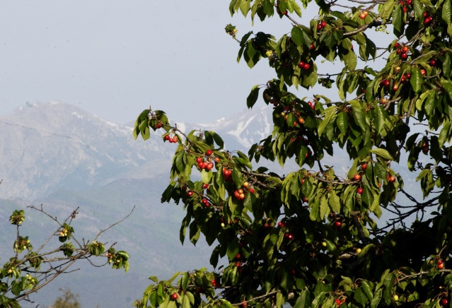 Cerises Maureillannaises Dsc_8810