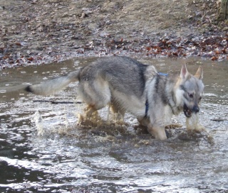 les chiens et l'eau Dscf4610