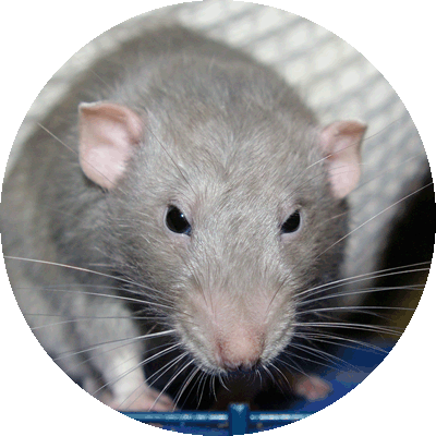 le rat (prsentation, couleur,anato., Arthur10