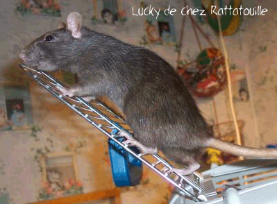 le rat (prsentation, couleur,anato., Chocol10