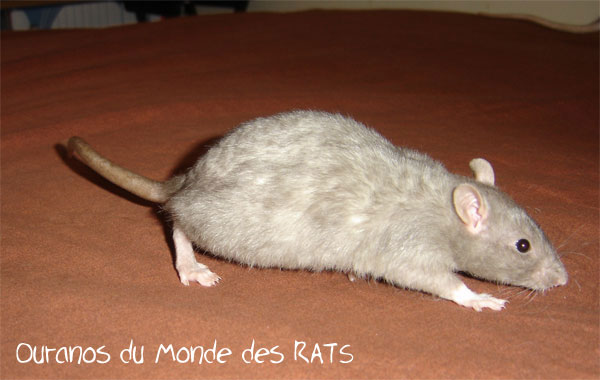 le rat (prsentation, couleur,anato., Ourano10