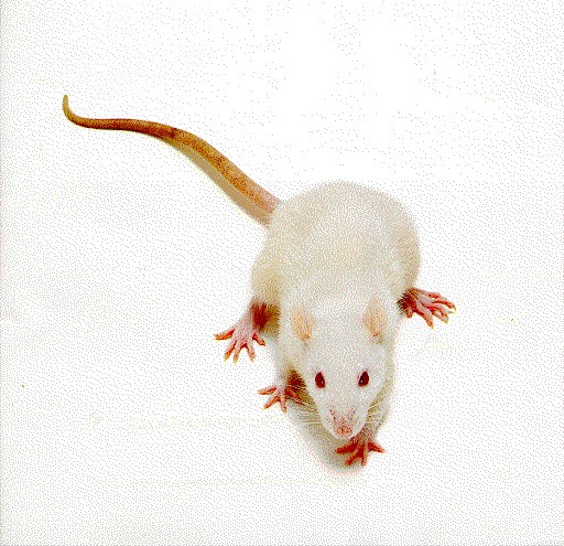 le rat (prsentation, couleur,anato., Rat110