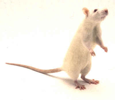 le rat (prsentation, couleur,anato., Rat4110