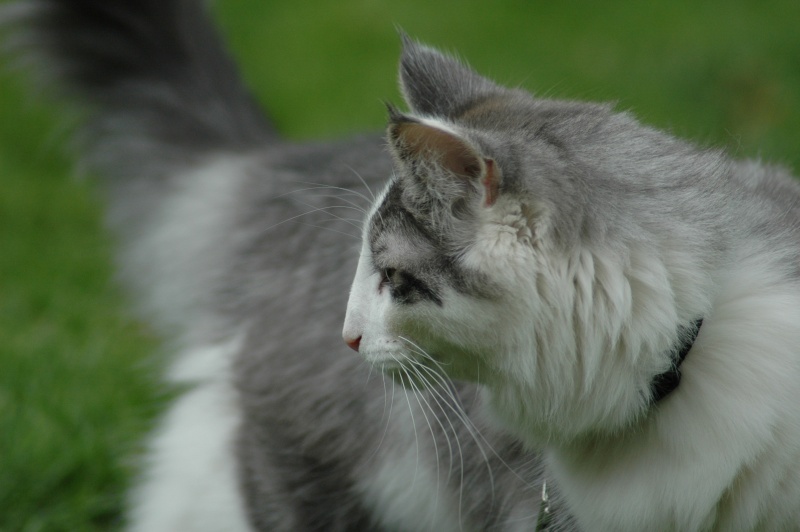 Mes chats-chats d'amour 18052014