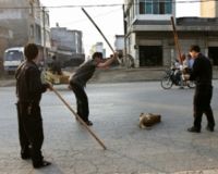 Cruauté de la Chine sur les chiens avant les JO ! 86560410