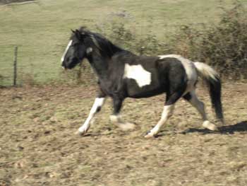 [EQUIDES] Galopin croisé Pottok de 14ans. Galopi10