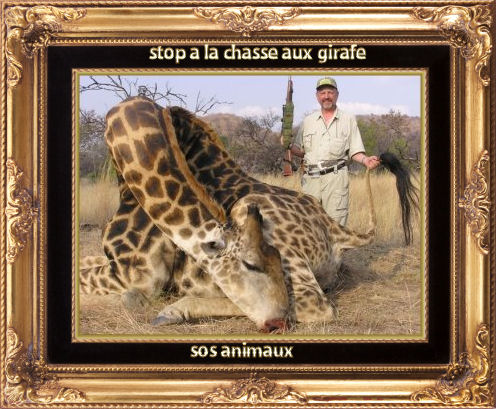 PETITION CONTRE LA CHASSE A LA GIRAFE ! Girafe11