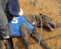 STOP a l'exportation des greyhounds vers l'Asie !!! Grey1112