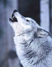 Soutenez le plan de rétablissement national du loup aux USA Loups10