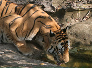 protegeons les tigres Tiger210