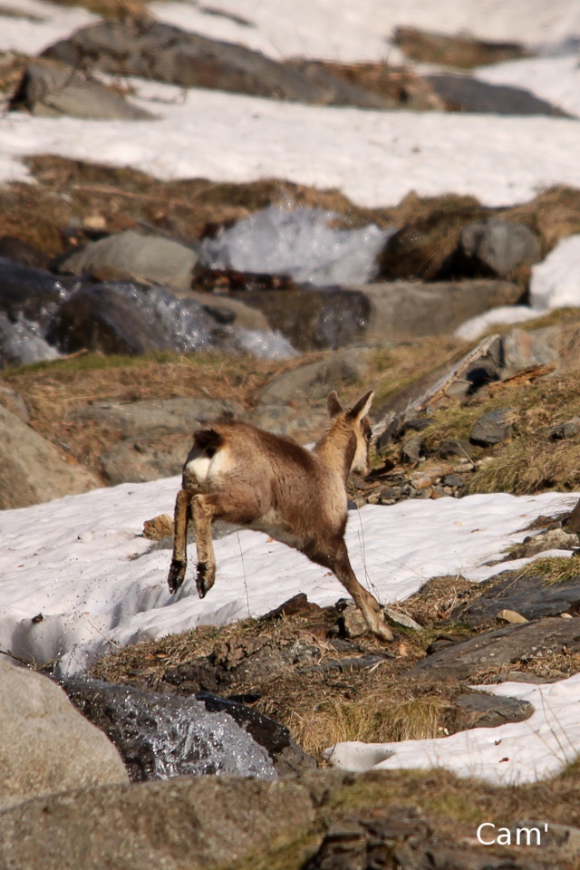 Les isards Pyrénéens Isard_19