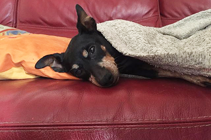 Bobby- pinscher de 10 ans- à l'adoption- adopté! décédé Bobby10