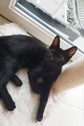 Cerise- chatonne noire de 2 mois- adoptée avec Mimi- Cerise11