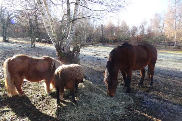 Les poneys et la brebis profitent des derniers jours de soleil Dsc04712