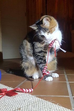 Frida renommée Câline- minette de 2 ans tricolore-adoptée- Fri10