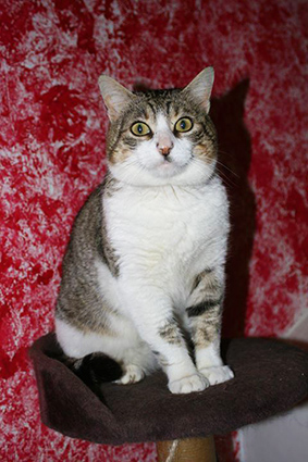 Gaston-chat mâle blanc et tigré de 5 ans- à l'adoption-adopté- décédé Gaston10