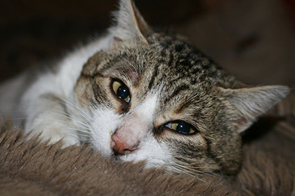 Gaston-chat mâle blanc et tigré de 5 ans- à l'adoption-adopté- décédé Gaston11