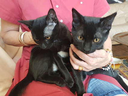 Junon et Marcia- jumelles noires de 4 mois- adoptées ensemble! Junon décédée Jet_m10