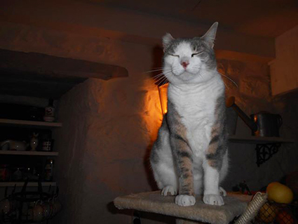 Joe1 chaton errant, adopté!  Joe10