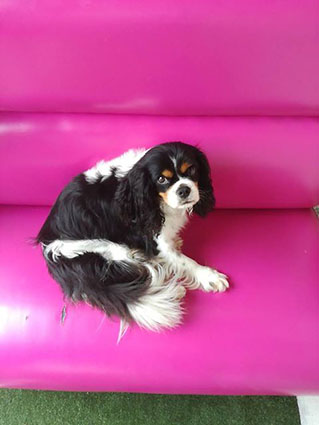 Loustick- mâle cavalier king charles de 3 ans ( et le chat Manhattan) -adoptés- Lousti12