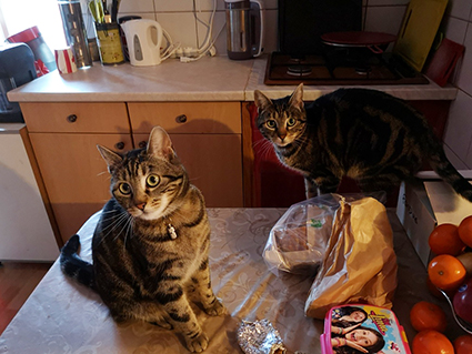 (48) - Nala et Marley - Chatonnes femelle tigrées - Abandonnées sur le causse d'Auge - Adoptées ensemble ! Marley10