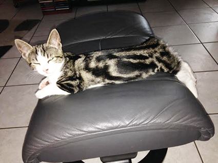 O'Calina- chaton femelle tigrée et blanche de 1 mois et demi- adoptée O_cali11