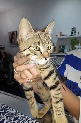 Octobre- chat tigré de 4 mois- à l'adoption- adopté- décédé Octobr10