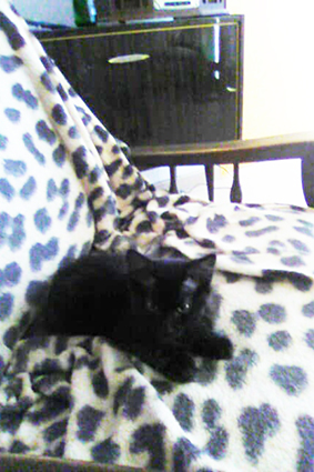 Oumy renommé Petit Boy- chaton mâle noir de 1 mois et demi- adopté- Oumy_110