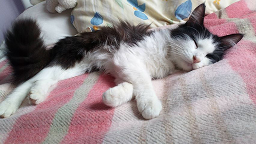 Ouni- chaton mâle noir et blanc de 4 mois- adopté Ouni13