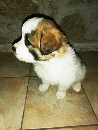 Paprika- chiot femelle croisée St Bernard de 1 mois- adoptée Paprik10