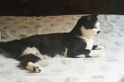 Yago- chat mâle noir et blanc de 2 ans- amputé- adopté- Yago12