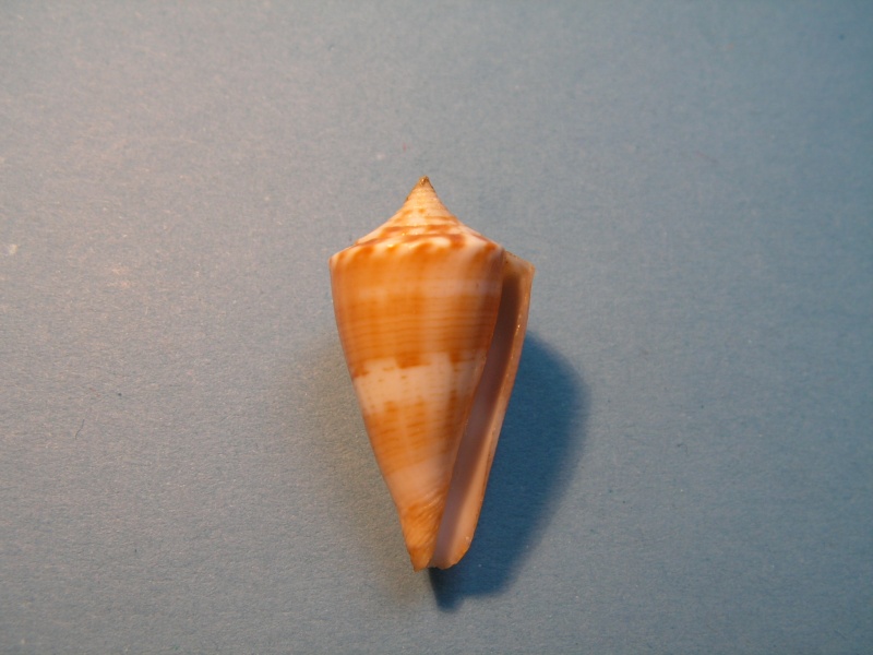 Conus (Splinoconus) voluminalis Reeve, 1843 Cone1310