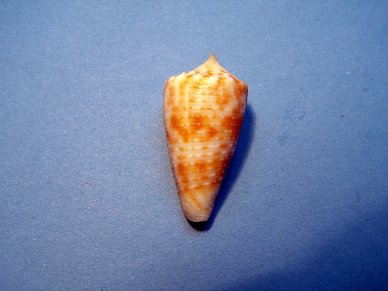Conus (Phasmoconus) cebuensis Wils, 1990 Cone2110