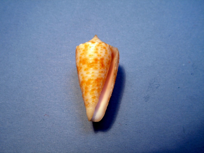 Conus (Phasmoconus) cebuensis Wils, 1990 Cone2210